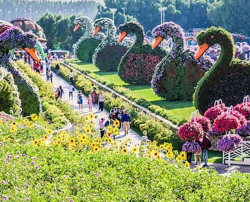 Flower swans in Dubai Miracle Garden