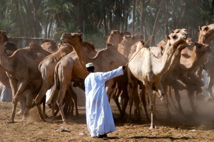 Camel traders at the Daraw Camel Market in Aswan