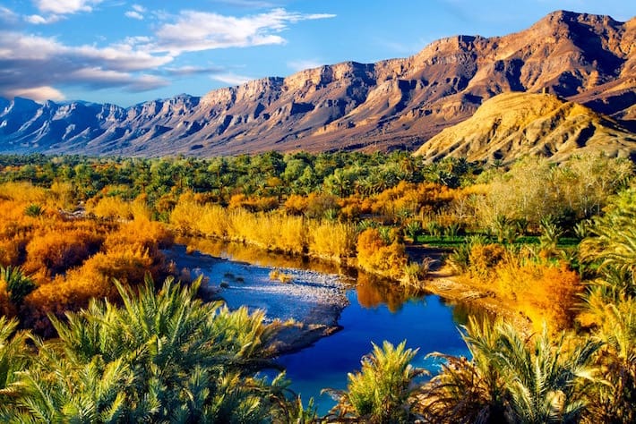 Lush oasis landscape in Draa Valley