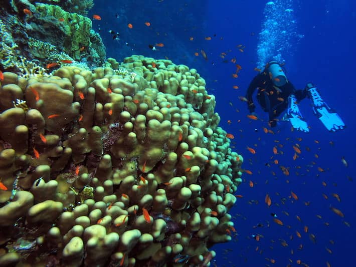 Red Sea Egypt Diving