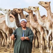 Birqash Camel Market