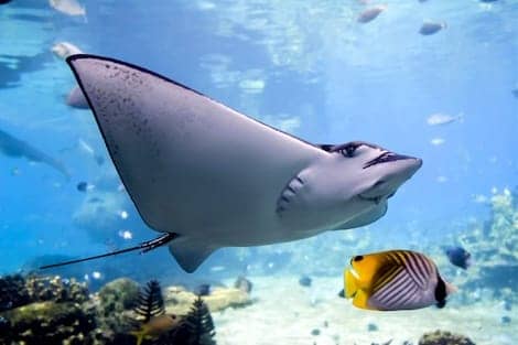 mahmya island snorkeling