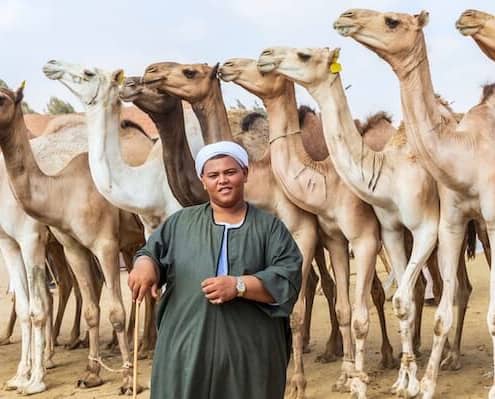 Birqash Camel Market
