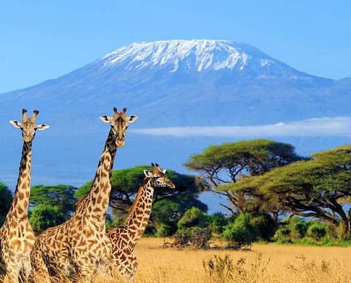 Egypt and Kenya Tours