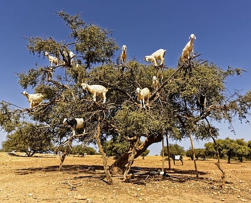 Morocco Day Tours