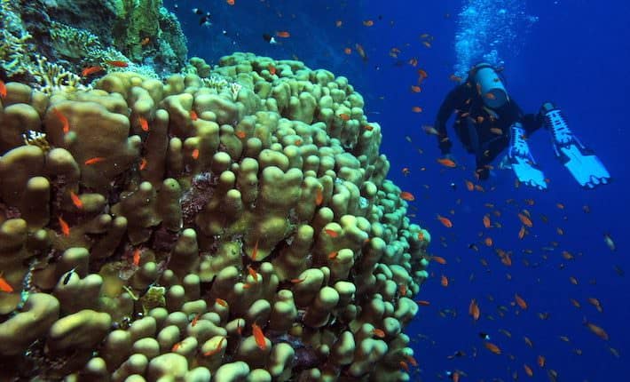 Red Sea Egypt Diving