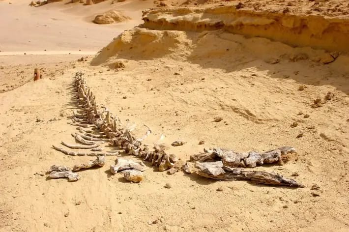 Wadi Al-Hitan