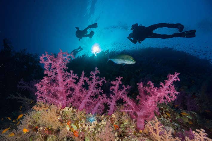 Divers passing over soft coral. Ras Muhammad National Park, Red Sea