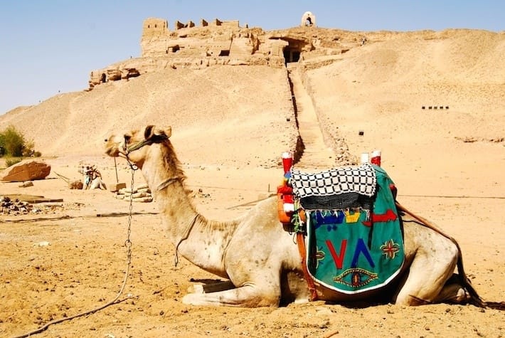 Camel waiting for tourist at the Monastery of Saint Simeon