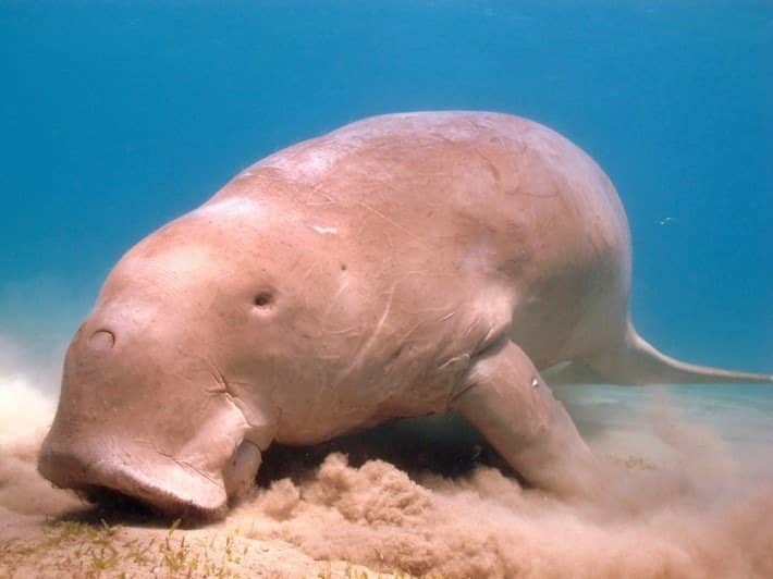 Marsa Alam Dive Sites